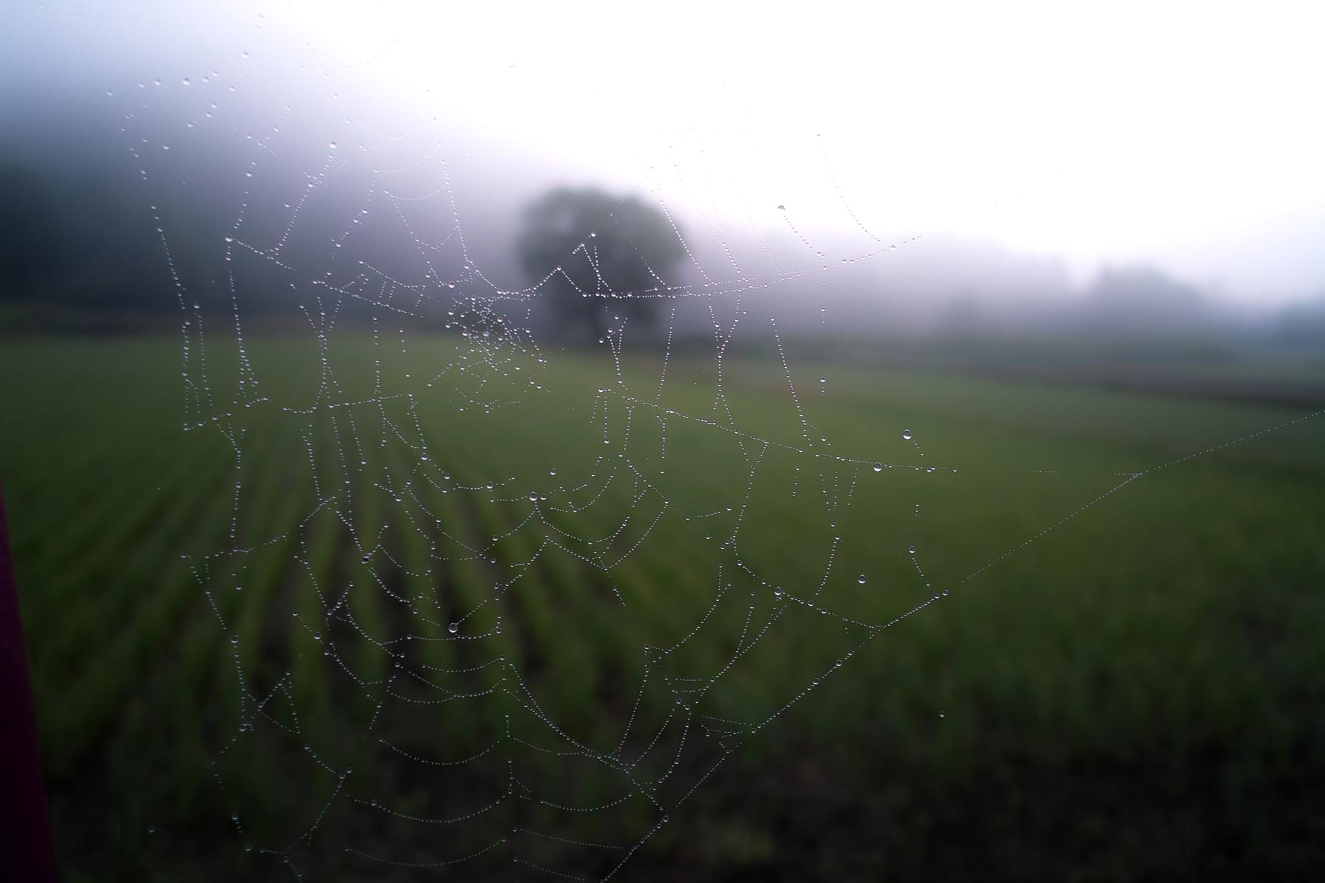 A very wet spider web